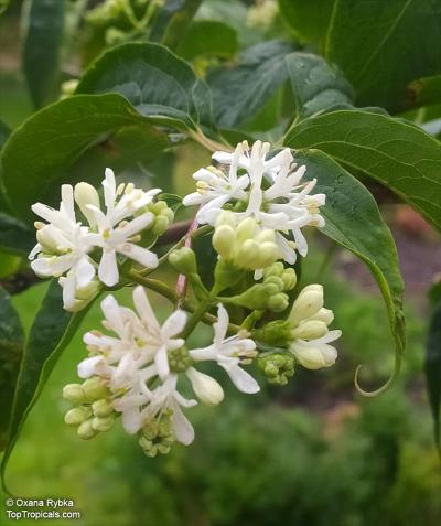 Heptacodium