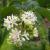 Heptacodium