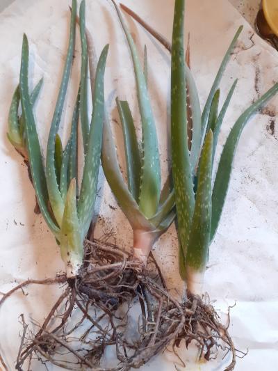 Aloe Vera - cca 20cm