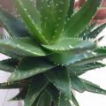 Aloe - odnože 5-10cm