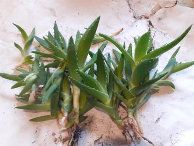 Aloe - odnože 5-10cm