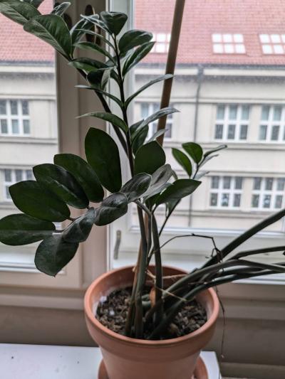 Kytka zamioculcas zamiifolia