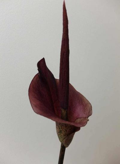 Zmijovec Amorphophallus konjac