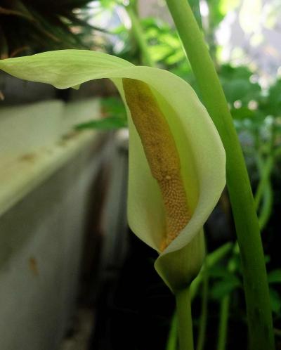 Zmijovec Amorphophallus albus