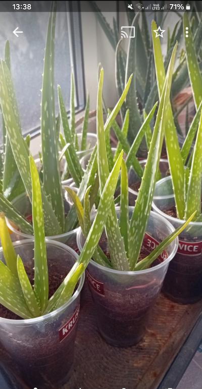 Aloe Vera