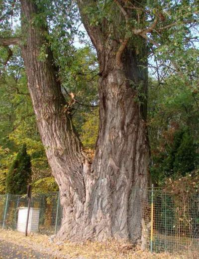 Daruji topolové dříví, od průměru 20 cm do průměru 140 cm