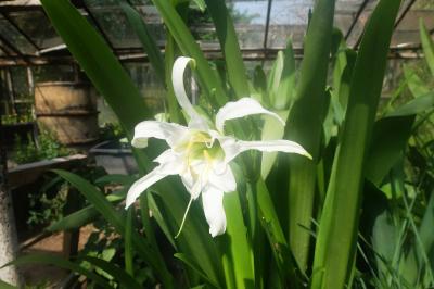 Hymenocallis - cibulky