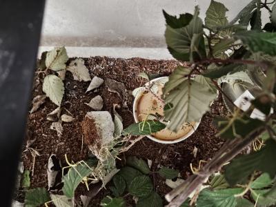 Strašilky - mláďata