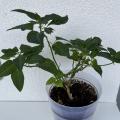 Poinsettia/vánoční hvězda