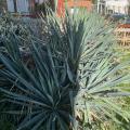 Kostace a yucca Praha 4