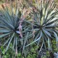 Kostace a yucca Praha 4