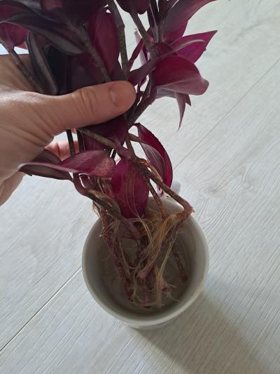 Voděnka s kořínky