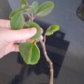Peperomia / pepřinec 2 kusy