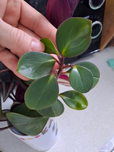 Peperomia / pepřinec 2 kusy