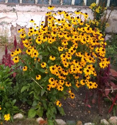 Rudbekie - rostlina