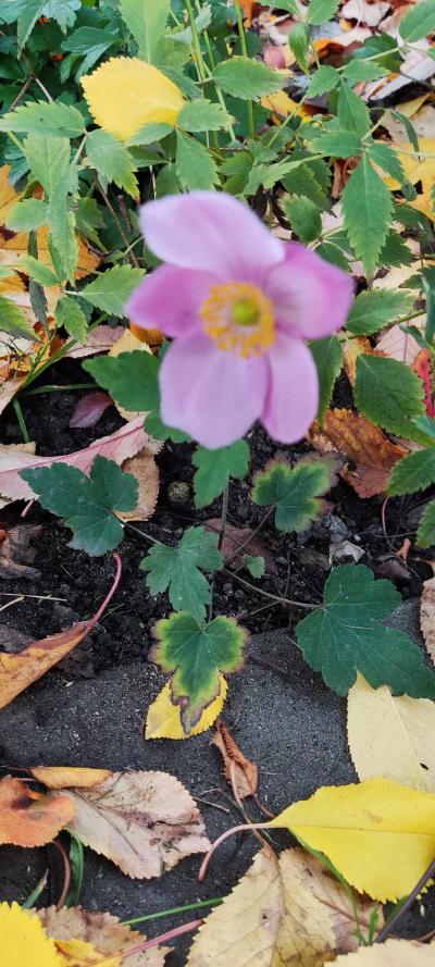 rostlina sasanky vysoké