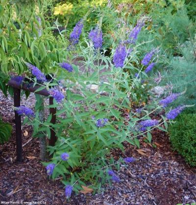 motýlí keř - semenáček