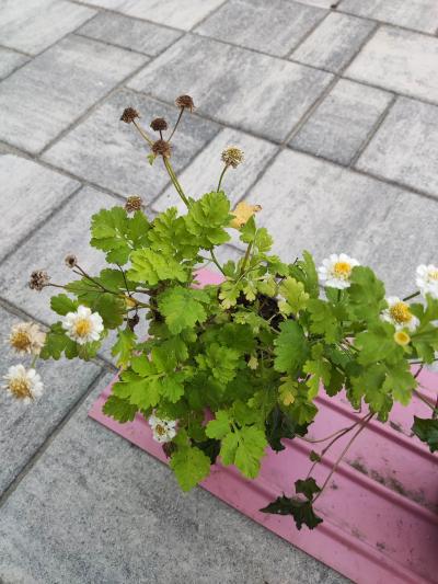 Řimbaba - kopretina - léčivka