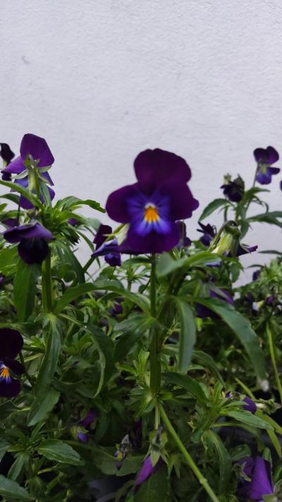 Maceška drobnokvětá .