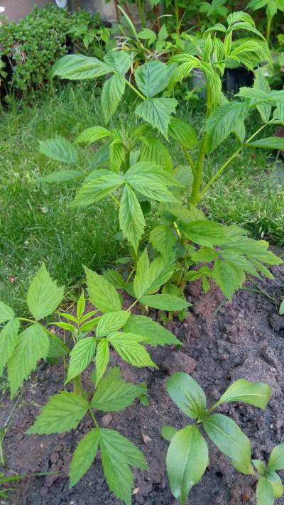 Odkopek žluté maliny