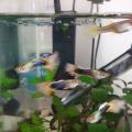 Živorodky Yellow guppy 3ks samec