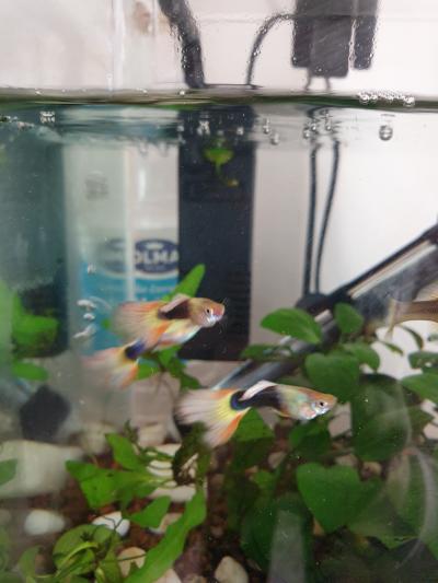 Živorodky Yellow guppy 3ks samec