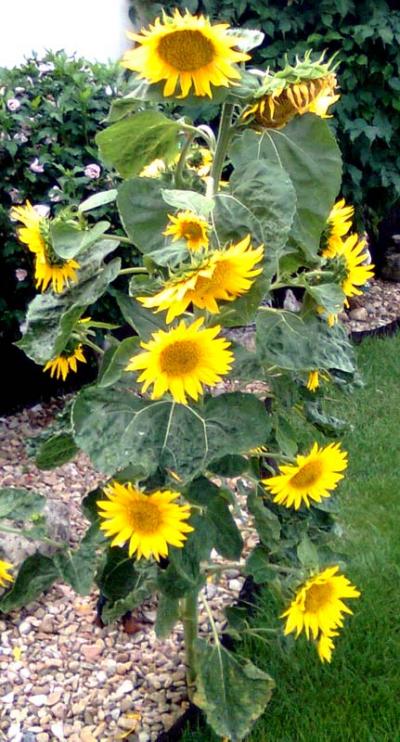 Slunečnice mnohokvětá