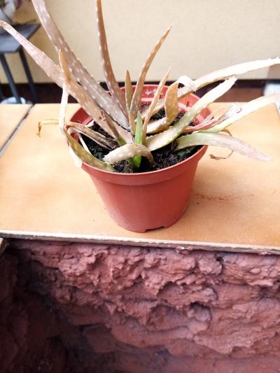 aloe 1