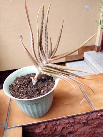 aloe 2