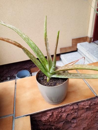 aloe 3