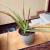 aloe 3
