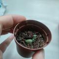 Sedum Burrito Ø 5 cm Rozchodník