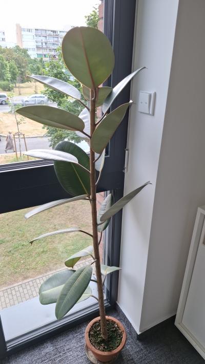 Fíkus cca130cm