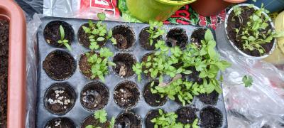 Malé sazeničky – petržel, koriandr, pažitka, kopr, sa