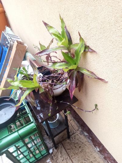 květina kalisie odnože