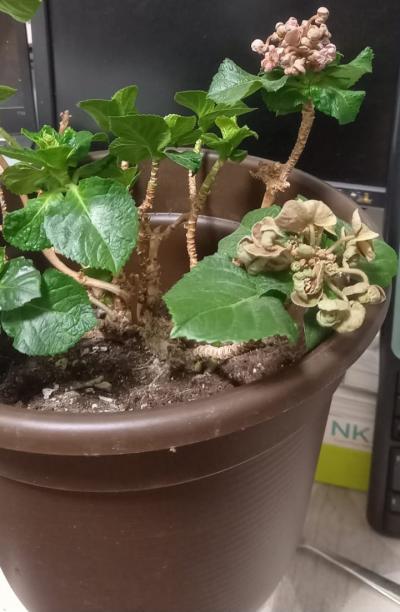 Daruju hortenzii curly wurly