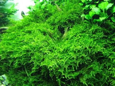Mech do akvaria Christmas moss