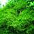 Mech do akvaria Christmas moss