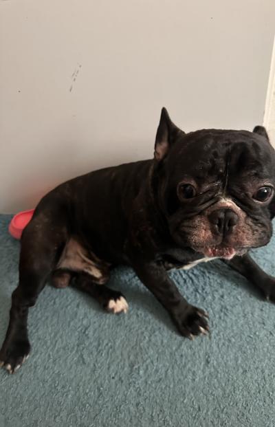 Daruji psa franc.buldocka asi ma 2 roky