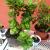 kalanchoe