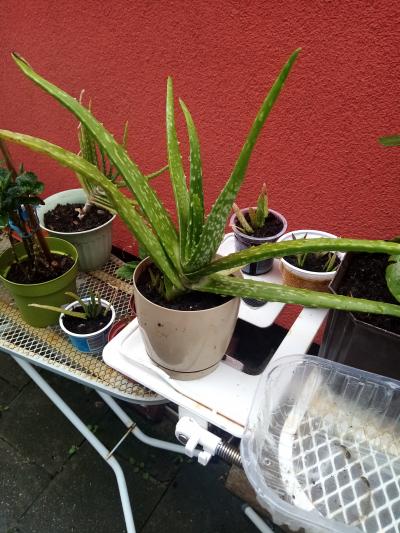 aloe větší