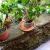 kalanchoe 2