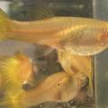 Yellow guppy