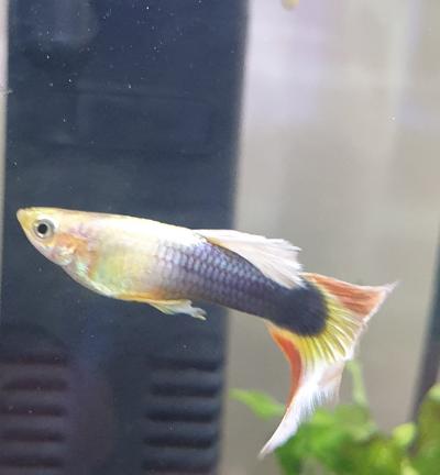 Yellow guppy