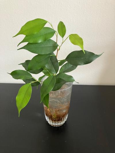 Fikus benjamin č. 1