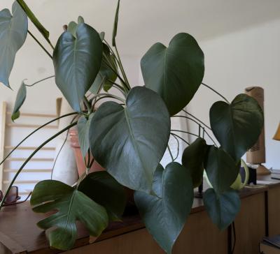 Monstera