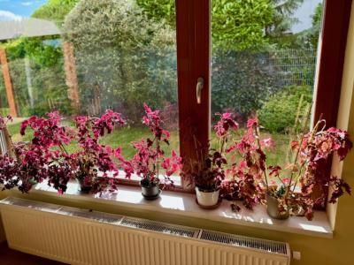 Za odvoz živé pokojové květiny