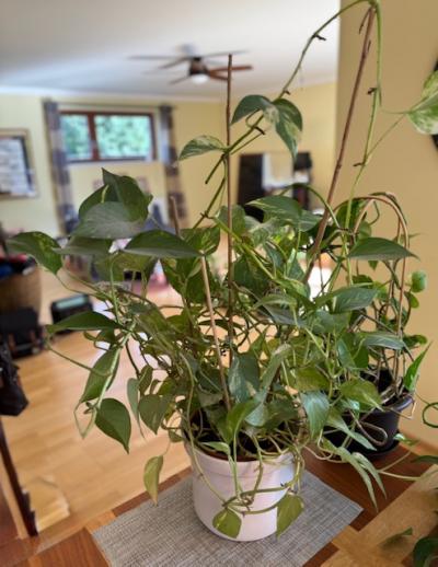 Živé pokojové rostliny