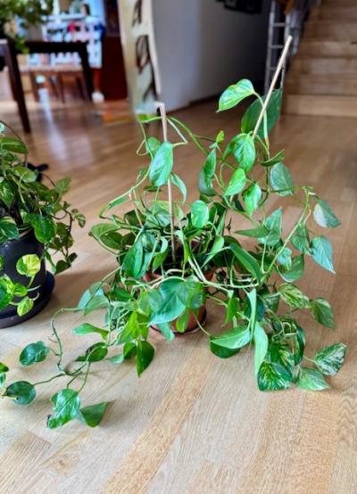 Živé pokojové rostliny