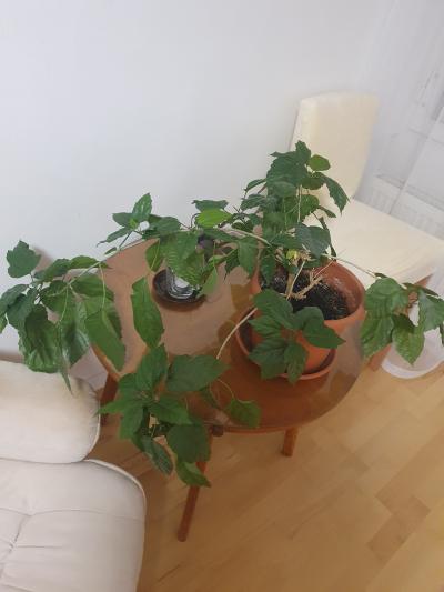 Daruji za odvoz ibišek